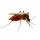 mosquito