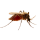 mosquito
